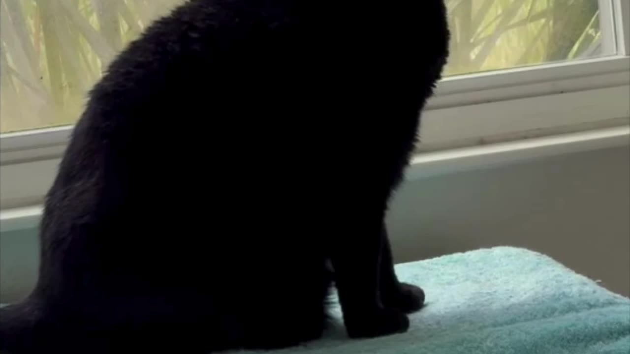 Adopting a Cat from a Shelter Vlog - Cute Precious Piper Visits Her Spa #shorts