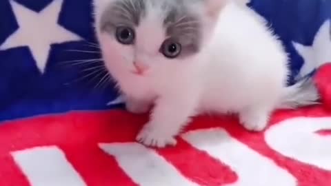 Cute Confused Cat