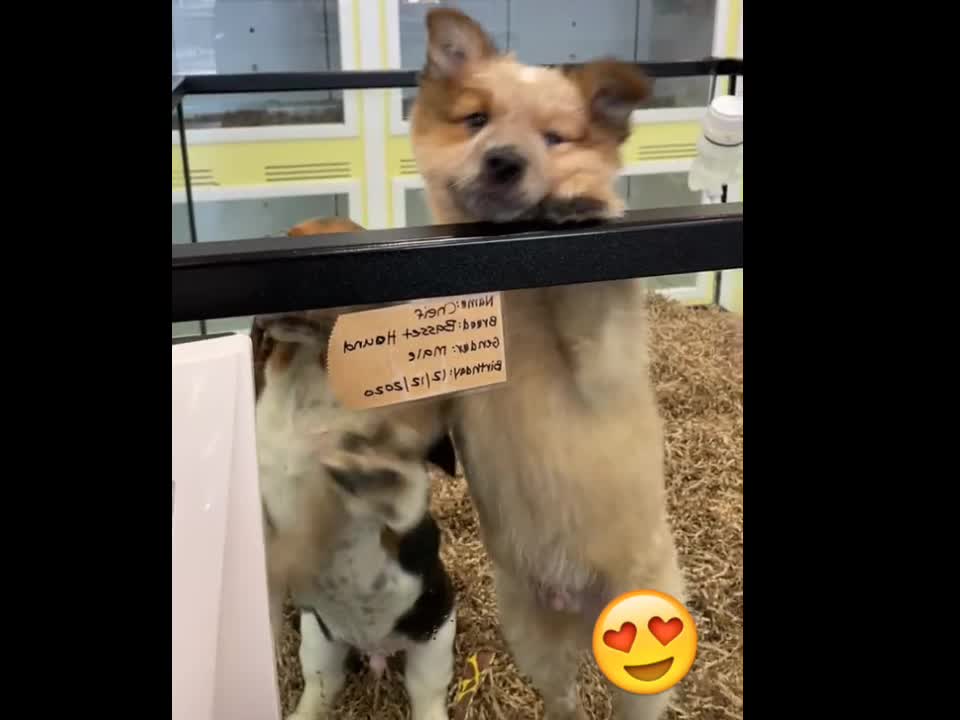 🐶 😂 Funny & cute puppies verry happy this owner is coming.