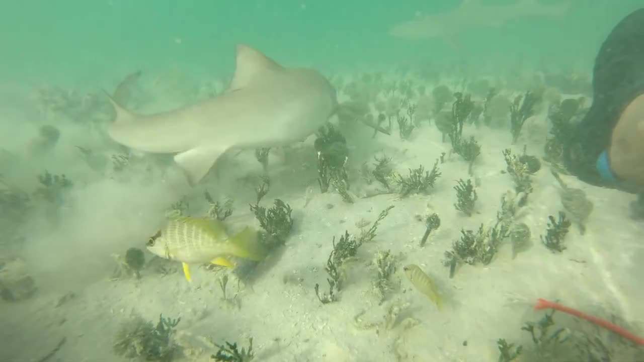 Bitten by a baby Lemon shark