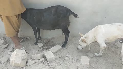 Black goat and white dog breading 🔥🔥