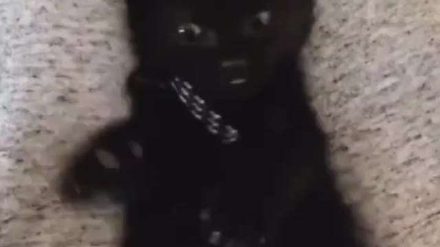 Cat suddenly realizes that it has 4 paws 🥺