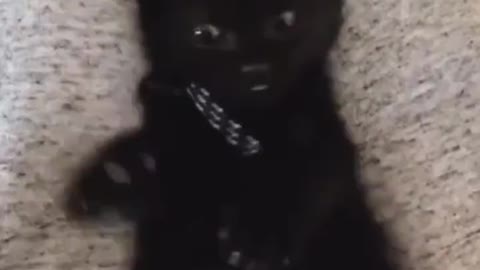 Cat suddenly realizes that it has 4 paws 🥺