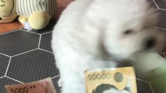 umm, my puppy making a choice
