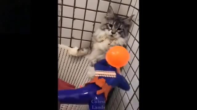 Watch the funniest and very funny pet situations