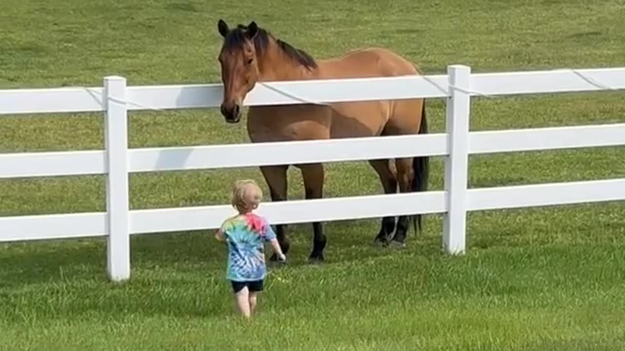 horses vs child