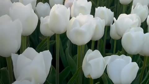 Look at tulips.