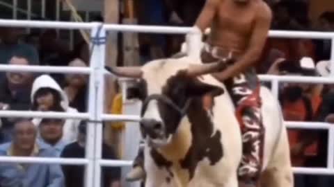 you ever see a bull give up