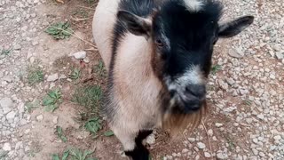 Homesteading on my small farm