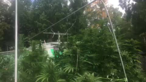 Labor Day Sun garden 🪴 of weedin marijuana popo Michigan