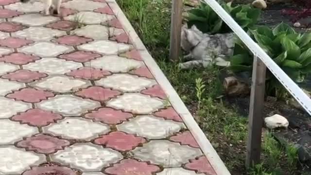 #cat #cats #fyp #tiktokcats #gucci