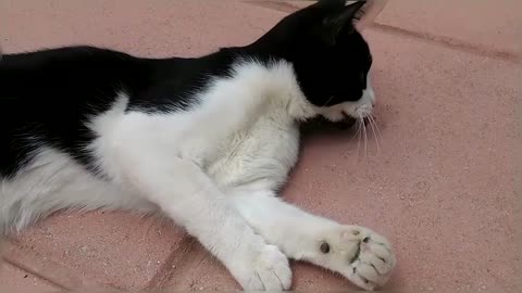 Cats Playing With A Bee