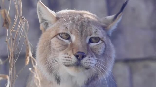 The lynx