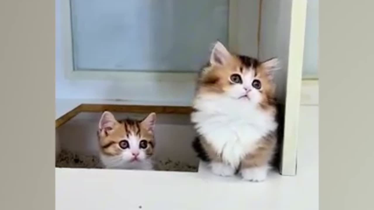 Funny kitty