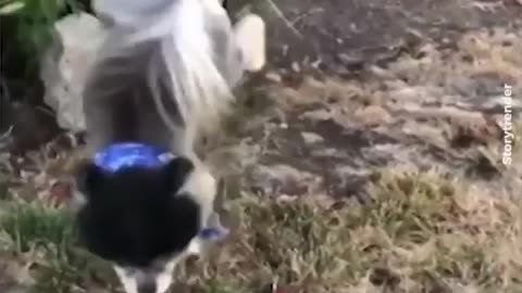 Unique and talented Dog& Puppy | Viral and Unusual Talent| Priceless Moments