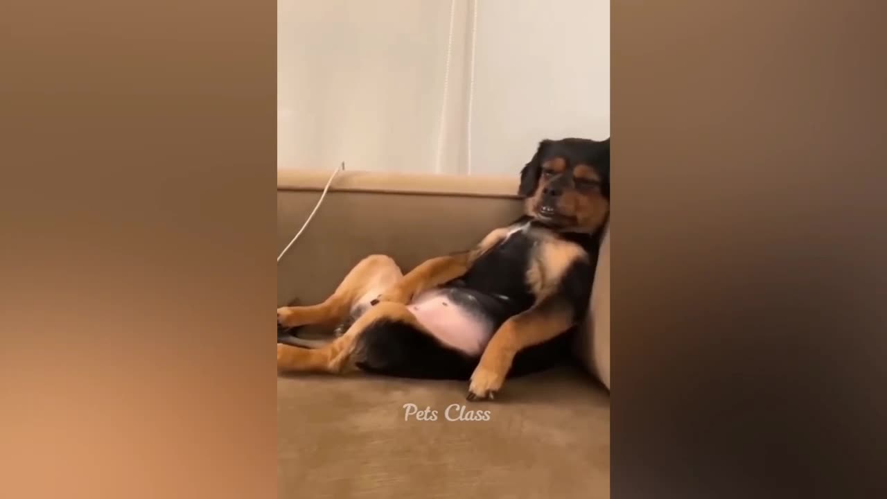 Funny animals video