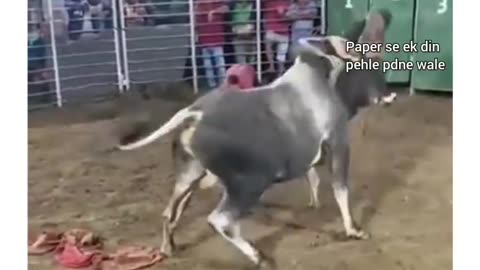 Unbelievable Animal Encounters Caught on Camera / entertain/ funny 🤣 video / Animal lover//