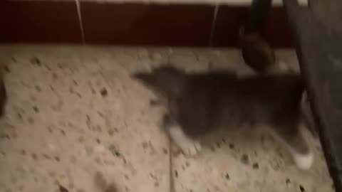 Poor cat #cats #foryou #catlife #catlover #funny #cuteanimals