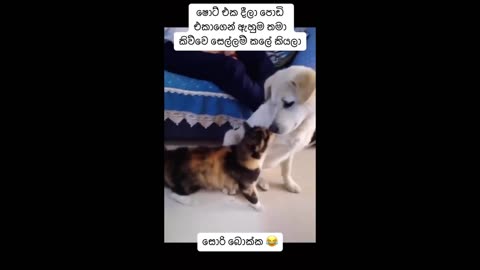 Cat mother attacks dog