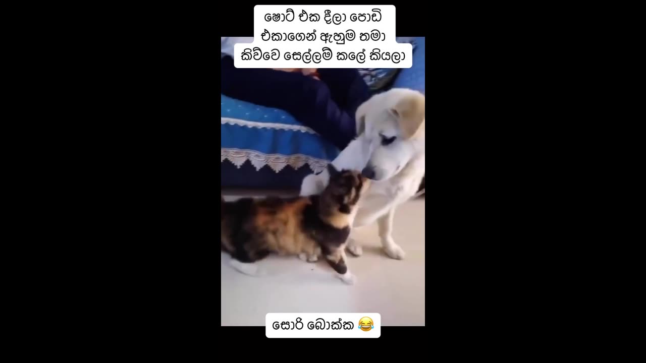 Cat mother attacks dog