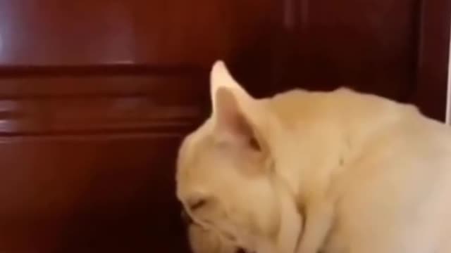 Funny Sleeping Dog Video... #must watch