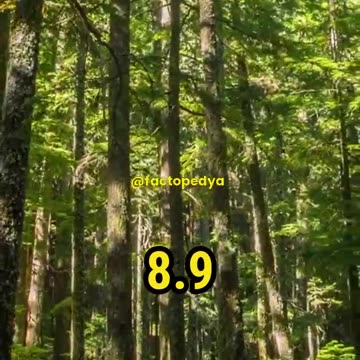 The Giant Fungus Among Us- Exploring the World's Largest Living Organism