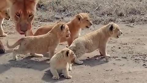 Cute baby lion