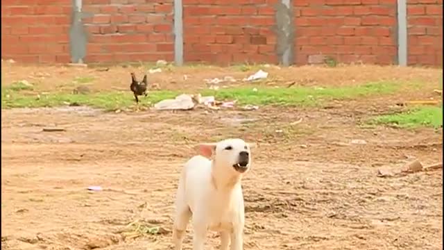 Dog funny videos