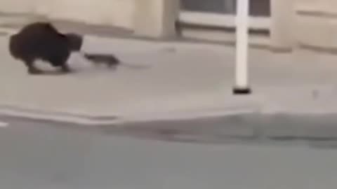 Funny Cat and rat