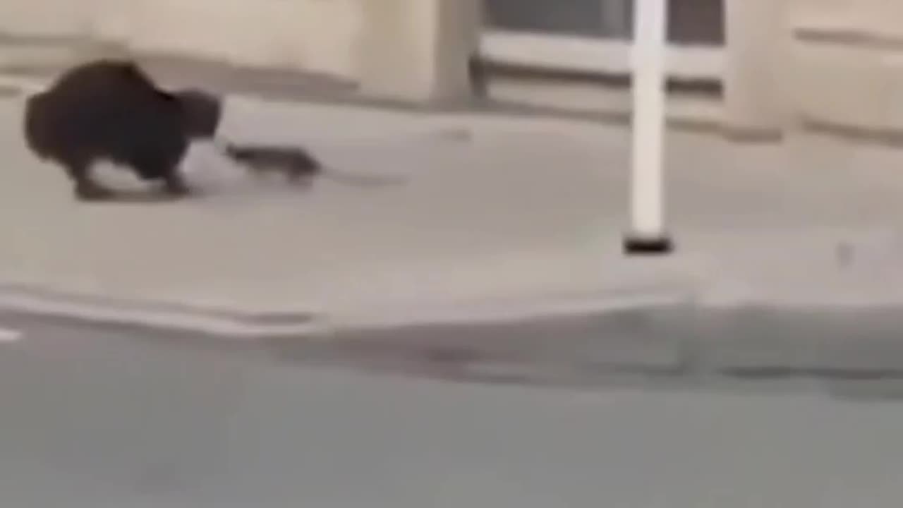 Funny Cat and rat
