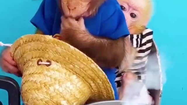 Monkey boiled egg#monkey #egg #cutemonkey