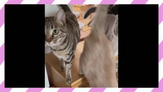 Feeding Cute Cats