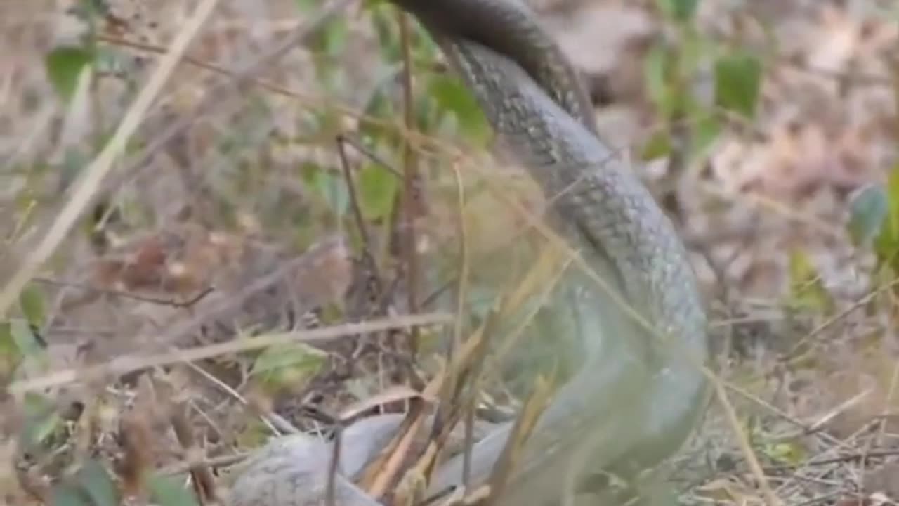 Wildlife in closer view with a natural perspective.