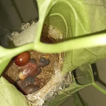 Tailor bird lay eggs and hatching chicks