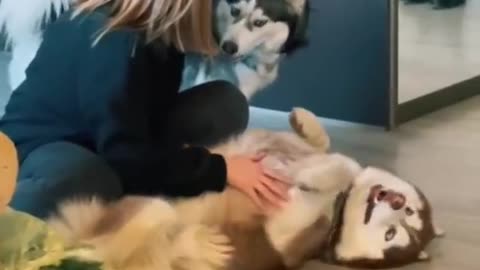 Funny animals videos 😁😁#2023