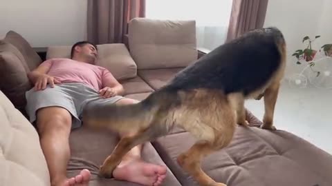 Gorgeous German Shepherd Protects Owner Sleep