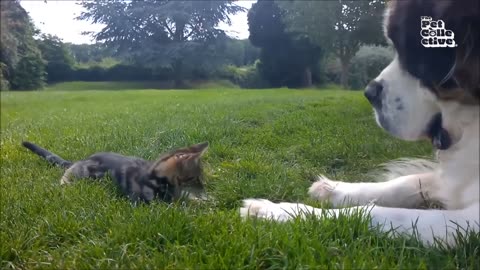 Baby Cats - Cute and Funny Cat Videos Compilation #3
