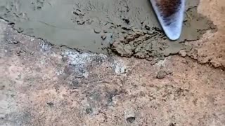Little Pup Plays in Wet Concrete