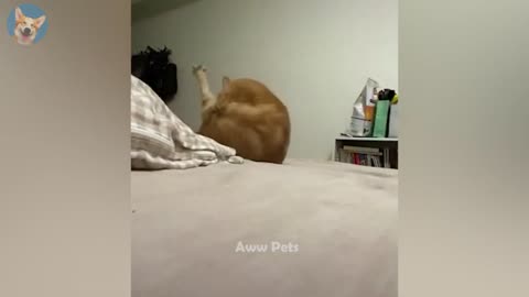 Eps.3 When Cats Give Love in Their Own Comical Ways 😻- Funniest Animals 2023