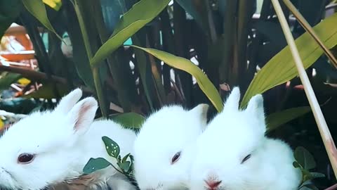 Cut's and Lovely rabbits eat together