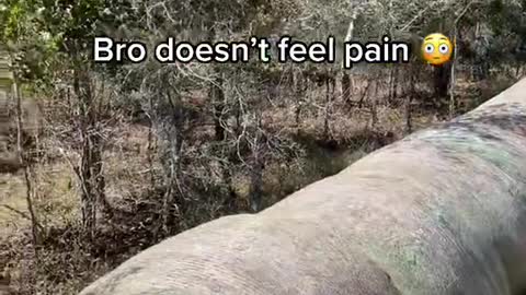 Bro doesn't feel pain