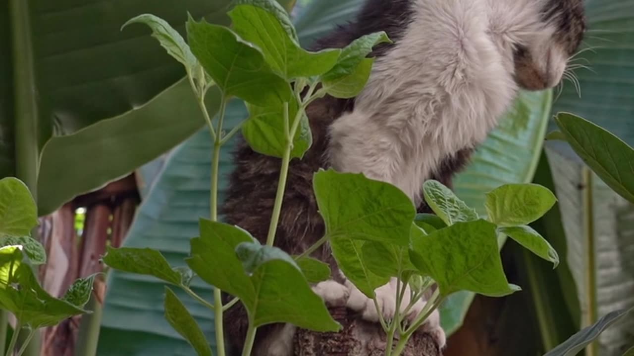 happy cat in tree