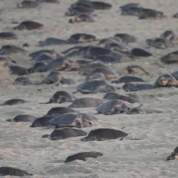 HOW MANY SEA TURTLES🐢 DO YOU THINK ARE THERE?