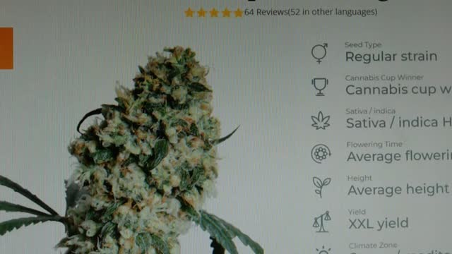 Platinum Buds Super Weed Seeds SALE 150 Seeds for $25