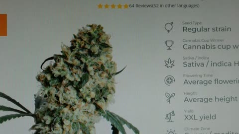 Platinum Buds Super Weed Seeds SALE 150 Seeds for $25