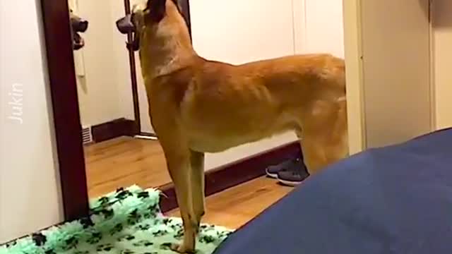 Funny dog