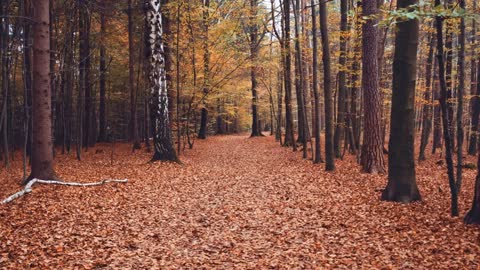 Enchanting Autumn Forests with Beautiful Piano Music