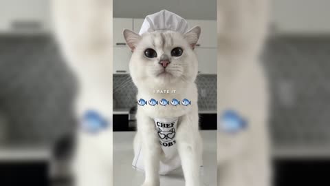 Good chefs taste the funny cat 🐈