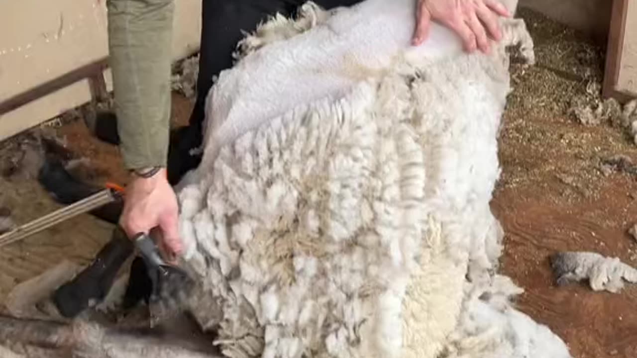 Shearing local Sheep 🫰