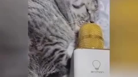 Cat Karaoke 🎤 😂